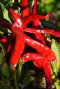 Cultivation of red pepper Royalty Free Stock Photo