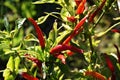 Cultivation of red pepper Royalty Free Stock Photo