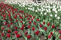 Cultivation of red and white flowers of tulips in April