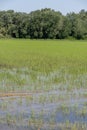 Cultivation of rice cereals in Camargue, Provence, France. Rice plants growing on organic farm fields