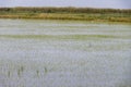 Cultivation of rice cereals in Camargue, Provence, France. Rice plants growing on organic farm fields