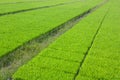 The cultivation of rice seedlings in plastic trays. Royalty Free Stock Photo