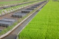 The cultivation of rice seedlings in plastic trays. Royalty Free Stock Photo