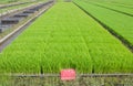 The cultivation of rice seedlings in plastic trays. Royalty Free Stock Photo