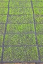 The cultivation of rice seedlings in plastic trays. Royalty Free Stock Photo