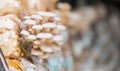 Cultivation on straw. Growing Mushrooms at Home. Close up, selective focus