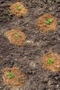 Cultivation of strawberries. Small seedlings of strawberries are planted in holes in the ground and sprinkled with sawdust mulch