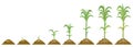 Cultivation sugarcane, stages growth. Phases maturation plants.