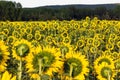 Cultivation of sunflowers from the back to the sun at dusk