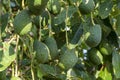 Cultivation of tasty hass avocado trees, organic avocado plantations in Costa Tropical, Andalusia, Spain Royalty Free Stock Photo