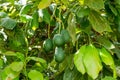 Cultivation of tasty hass avocado trees, organic avocado plantations in Costa Tropical, Andalusia, Spain