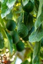 Cultivation of tasty hass avocado trees, organic avocado plantations in Costa Tropical, Andalusia, Spain