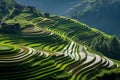 Cultivation on terraces, Paddy, Longshen, China Royalty Free Stock Photo