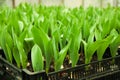 Cultivation of tulips in greenhouse Royalty Free Stock Photo