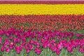 Cultivation of tulips for producing tulip bulbs