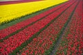 Cultivation of tulips for producing tulip bulbs