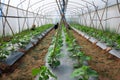 Farmer pruning melon cultivation crop in greenhouse