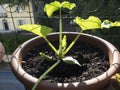 Cultivation of vegetable on balcony of apartment