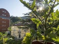 Cultivation of vegetable on balcony of apartment Royalty Free Stock Photo