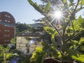 Cultivation of vegetable on balcony of apartment Royalty Free Stock Photo