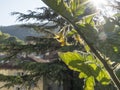 Cultivation of vegetable on balcony of apartment