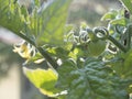 Cultivation of vegetable on balcony of apartment