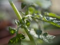 Cultivation of vegetable on balcony of apartment