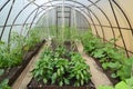 Cultivation of vegetables in the greenhouse from cellular polycarbonate