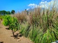 Cultivation of vetiver in village for local people income