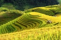 Cultivation in vietnam Rice fields terraced prepare harvest