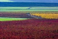 Cultivation of vineyards with different colours