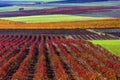 Cultivation of vineyards with different colours