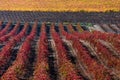 Cultivation of vineyards with different colours