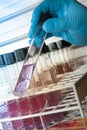Cultivation of virus bacteria in a scientific laboratory