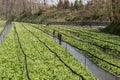 Cultivation of wasabi crops Royalty Free Stock Photo