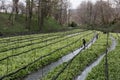 Cultivation of wasabi crops Royalty Free Stock Photo