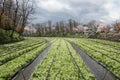 Cultivation of wasabi crops Royalty Free Stock Photo