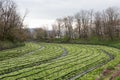 Cultivation of wasabi crops Royalty Free Stock Photo