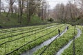 Cultivation of wasabi crops Royalty Free Stock Photo