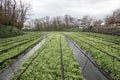 Cultivation of wasabi crops Royalty Free Stock Photo