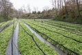 Cultivation of wasabi crops Royalty Free Stock Photo