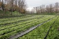 Cultivation of wasabi crops Royalty Free Stock Photo