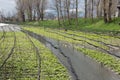 Cultivation of wasabi crops Royalty Free Stock Photo