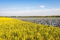 Cultivation of wheat and red cabbages on one field Royalty Free Stock Photo