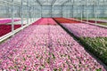 Cultivation white and purple geraniums in a Dutch Greenhouse Royalty Free Stock Photo