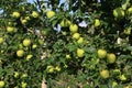 Cultivation of yellow apples in the Italian countryside, Emilia-Romagna