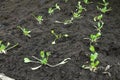 cultivation of young spinach plants planted in rows in fertile greenhouse soil Royalty Free Stock Photo