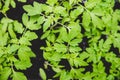 Cultivation of young tomato plants, green and black background Royalty Free Stock Photo