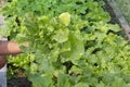 Cultivator are harvesting organically grown produce. Chinese cabbage growing in the vegetable plot.