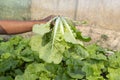 Cultivator are harvesting organically grown produce. Chinese cabbage in the vegetable plot.